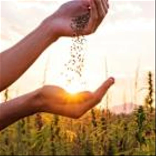 Goldman Sachs Agri Stock Picks: Corteva's R&D Edge, FMC's Pipeline, And Mosaic's Phosphate Advantage Set Up Strong Growth