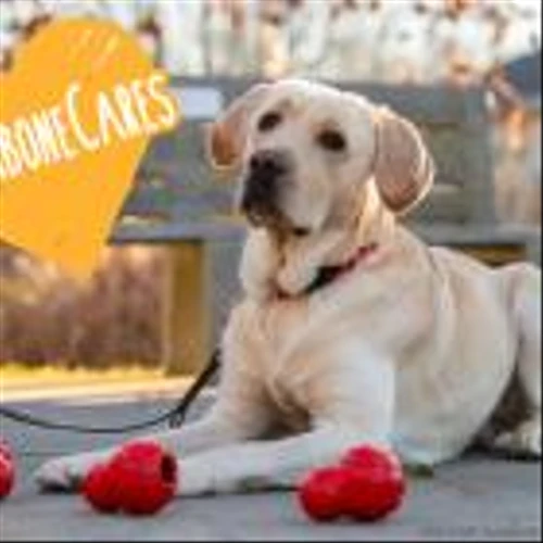 Nylabone Donates Chew Toys to Eight Animal Organizations Through New Holiday Enrichment Program