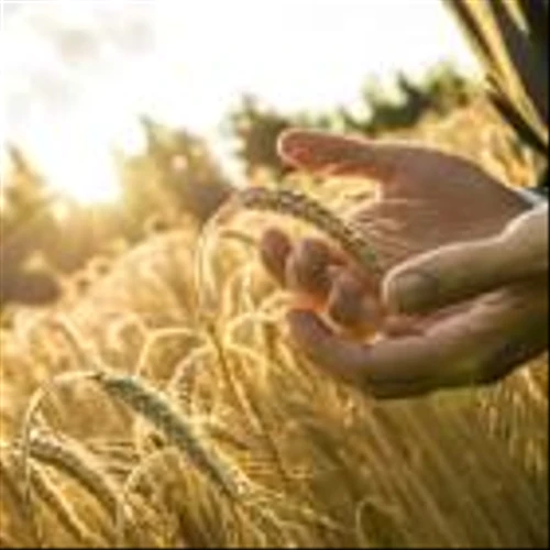 3 Agriculture - Products Stocks to Watch Despite Industry Concerns