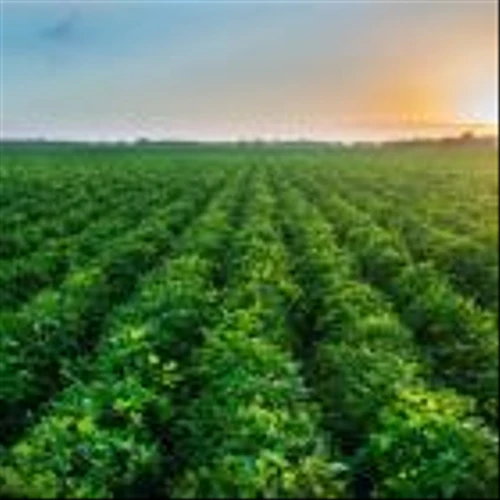 4 Agriculture Stocks to Harvest Gains Before the Year Ends