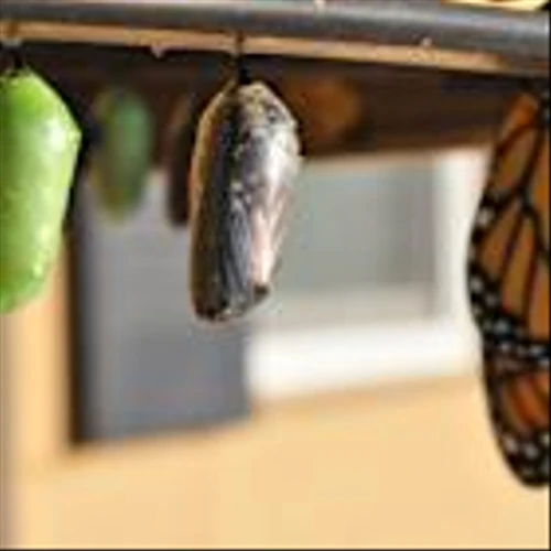 Capital Group, Goldman, T. Rowe Hit ETF Milestones