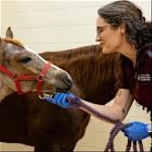 Synchrony's CareCredit Offered at 100% of Public Veterinary University Hospitals Nationwide, Expanding Access to Pet Care