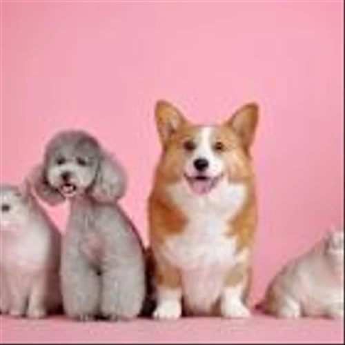 Jim Cramer Says “I’m a Buyer of Chewy”