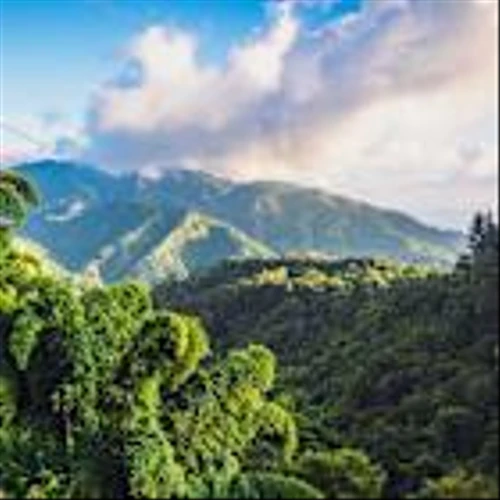 Airlines, cruise lines cancel Jamaica trips amid Hurricane Melissa