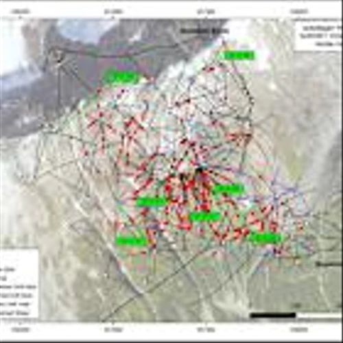 Goliath Intersects 18.58 g/t Gold Over 5.00 Meters, Drilling Maintains 100% Hit Rate, 90% Of Holes Contain Visible Gold, Remains Wide Open, Surebet Discovery, Golddigger Property, Golden Triangle, B.C.