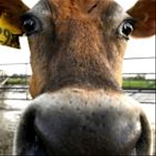 Dairy giant New Zealand endures butter price shock