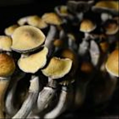 A Promising Depression Drug Works. Psychedelics Are Back.
