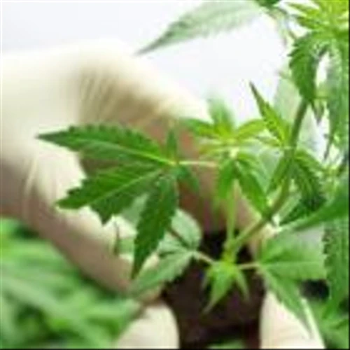 Is There An Opportunity With Aurora Cannabis Inc.'s (TSE:ACB) 37% Undervaluation?