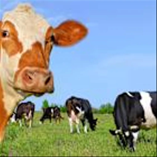 Federal Agricultural Mortgage Corporation (AGM): A Bull Case Theory