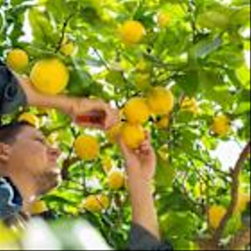 4 Agriculture Operations Stocks to Watch Amid Positive Industry Trends