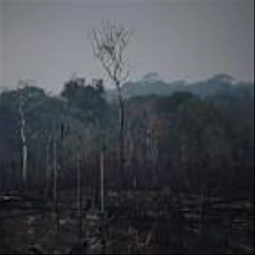 Santander, BNDES back Mombak reforestation, drawing on Brazil climate fund