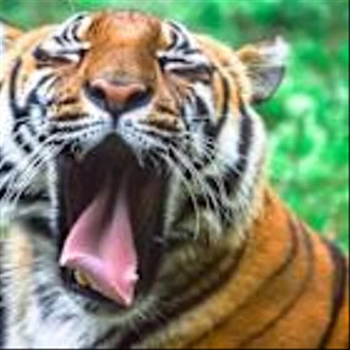 Where Food Comes From Launches RaiseWell Certified Verification