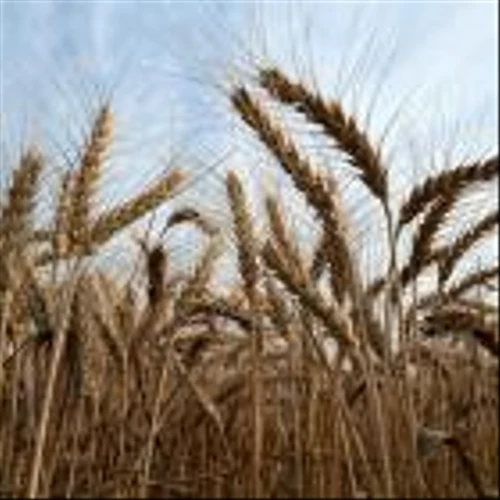 World’s First GMO Wheat Gets ‘More Real’ After US Approval