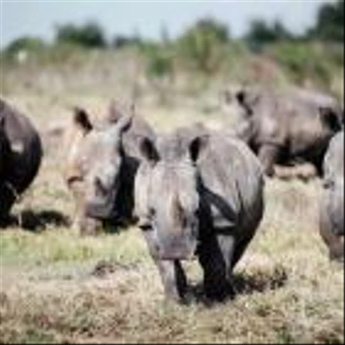 We asked the world’s leading experts and employers whether AI is a ‘Gray Rhino’ or ‘Black Swan’ for the future of work–and found we’re all about to get trampled by a herd of Gray Rhinos