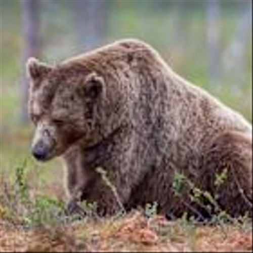 Leveraged Bearish Strategy ETF Pulls in Millions at Record Lows
