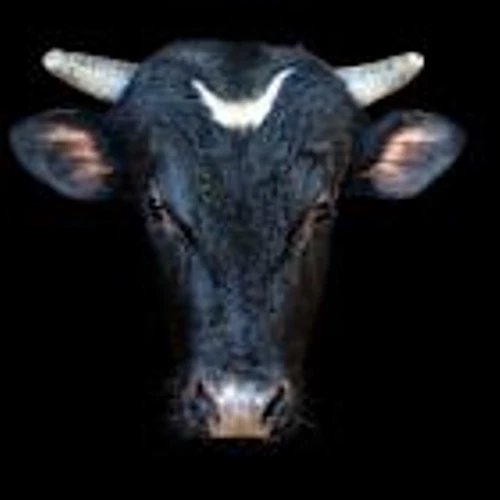 Dow Jones Futures Fall: New Bullish Phase For Market Rally? Tesla Leads 5 Stocks Flashing Buy Signals