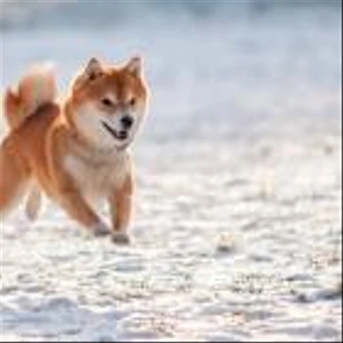 Pet Healthcare Spending Is Soaring. These Stocks Are Positioned to Clean Up