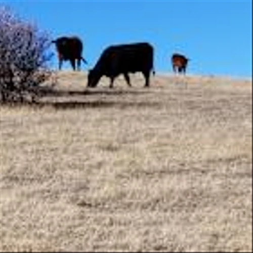 More US Beef Plants May Close as Cattle Herds Keep Shrinking