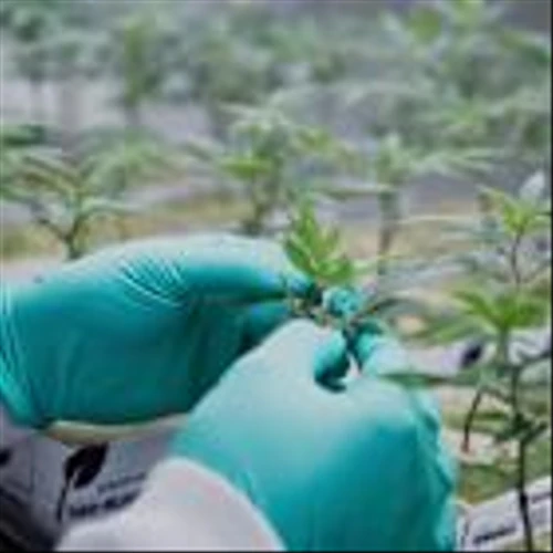 Aurora Cannabis: Medical Sales Boom Worldwide, Cash Flow to Swing Positive  – Quarterly Update Report