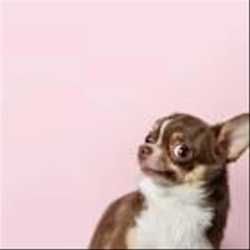 Don't Be Fooled by Chewy's Most-Cited Statistic