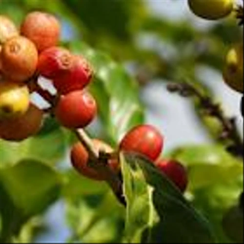 Trump Tariffs Spell Trouble for Hawaii’s Few Coffee Farmers