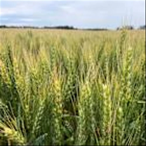 In niche wheat futures market, rebooted legacy contract fends off new offering from giant rival
