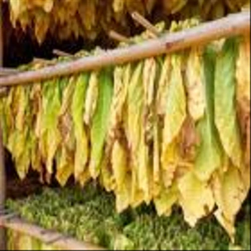 A Closer Look At British American Tobacco (Malaysia) Berhad's (KLSE:BAT) Impressive ROE