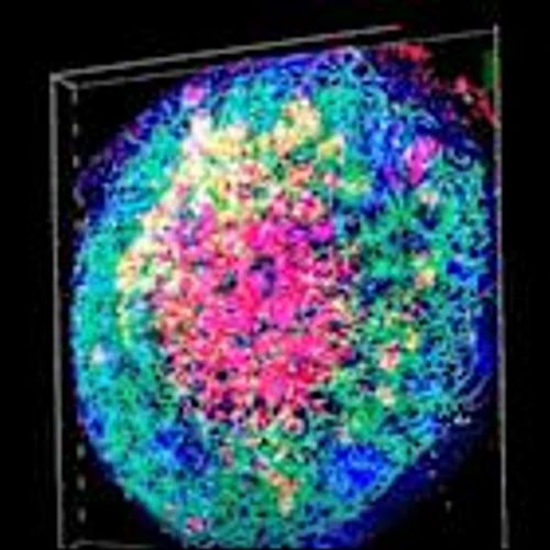 Liver Organoid Breakthrough: Generating Organ-Specific Blood Vessels