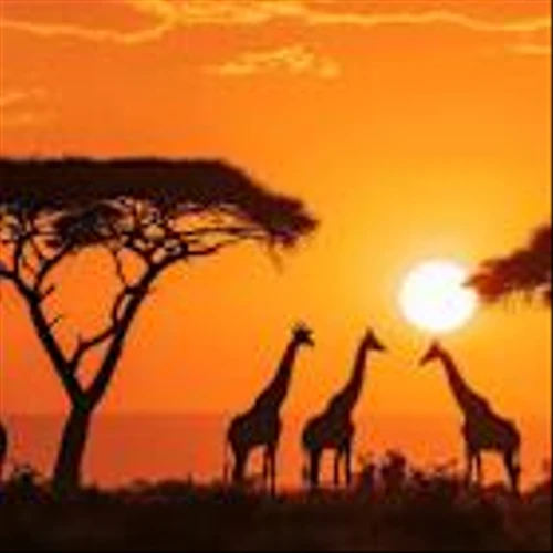 CITES Praises India's Vantara for Exemplary Wildlife Care and Full Compliance with Global Standards