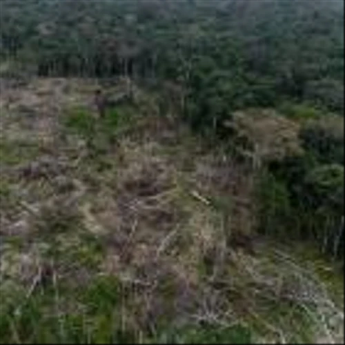 Alternative-Investment Firm Launches Brazil Reforestation Fund