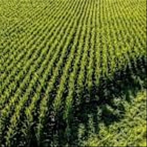 Weary U.S. Farmers Brace for More Uncertainty as Profits Remain Elusive