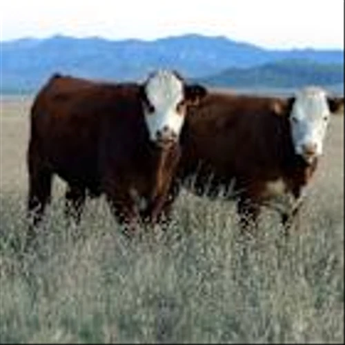 McDonald’s commits $200m to regenerative agriculture initiative