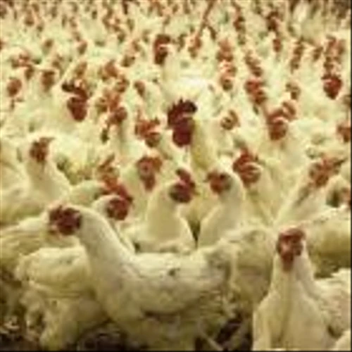 20 Largest Poultry Producing Countries in the World