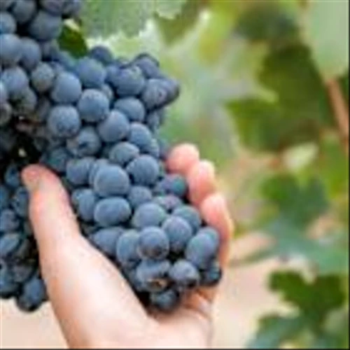 Mission Produce Exhibits Valuation Premium: Time to Buy Now or Wait?
