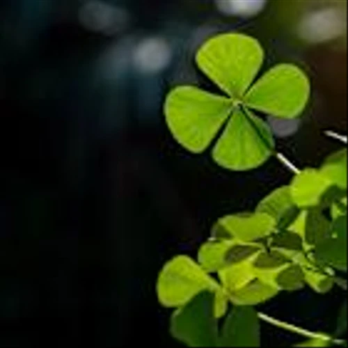 Cash In On The Luck Of The Irish With 5 St. Patrick's Day Stocks Near Buy Points