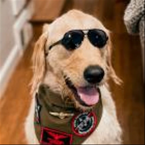 Calling All Paw-ty Animals: Trupanion to Connect Families & Shelter Pets for a Frightfully Howling Halloween