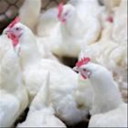 Zacks Industry Outlook Highlights Tyson Foods, Pilgrim's Pride and Beyond Meat