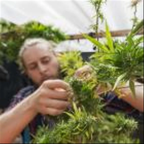 2 Bullish Signs and 1 Risk for Tilray Brands Stock