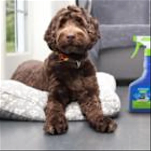 Launch of Innovative ADAMS™ Plant-Based, EPA-Approved Flea and Tick Spray Marks 50 Years of Trusted Pet Care