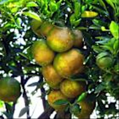 Turn Sour Oranges into Real Estate Lemonade with Alico – Exec Edge Research Initiation Report