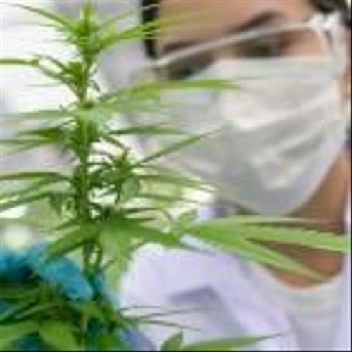 Why Marijuana and CBD Stocks Were Buzzing Today