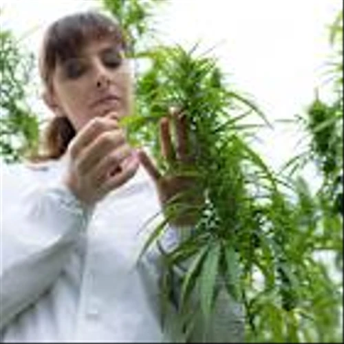 Tilray Brands, Inc. (TLRY)’s Potential Upside Meets a Cautious Consensus