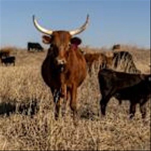 America’s Vanishing Cattle Herd Drives 15% Price Hikes for Beef