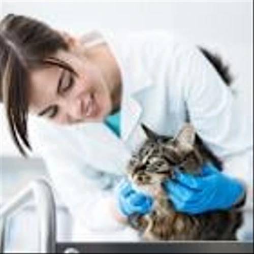Zoetis Inc. (ZTS) Could Launch First Long-Acting Anti-NGF Therapy for Cats in Q4 2025