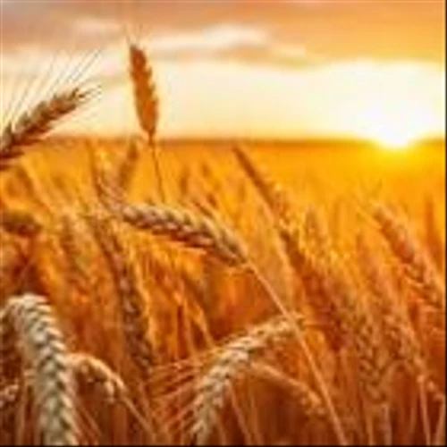 BMO Lifts Archer-Daniels-Midland (ADM) Target After Q4, Says EPS Still Needs to Catch Up