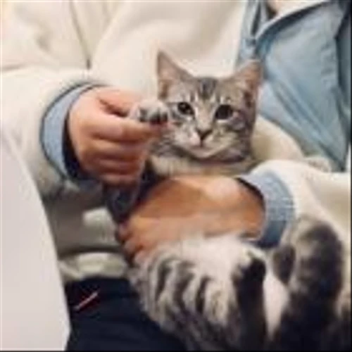 15 Best Pet Insurance Companies Heading into 2024