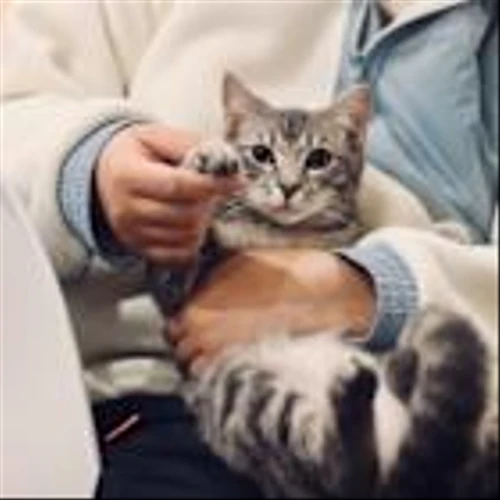 Is Zoetis Inc. (ZTS) A Good Stock To Buy Now?