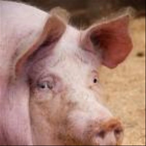 Seaboard Corporation: A Bull-Case Theory