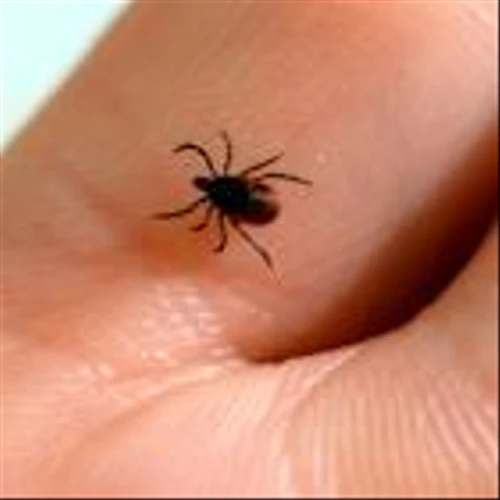 Mixed results for Lyme disease vaccine hit Valneva shares