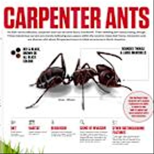 The Woodworkers You Don’t Want: Inside the World of Carpenter Ants with Orkin Canada
